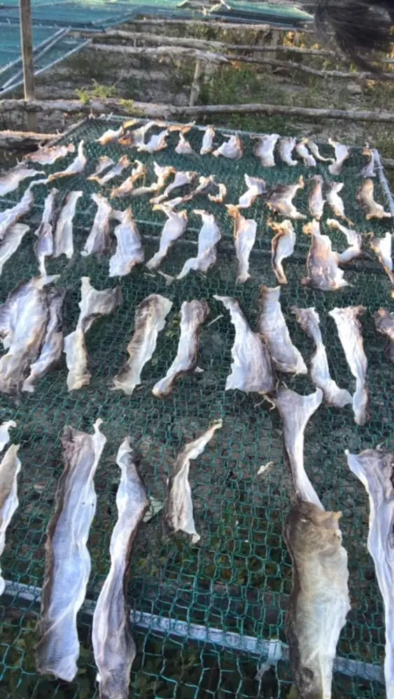 
FACTORY FRIED FISH SKIN - CRISPY FISH SKIN/ SNACK FISH SKIN FROM SALMON/ PANGASIUS BULK SO CHEAP FROM VIET NAM 