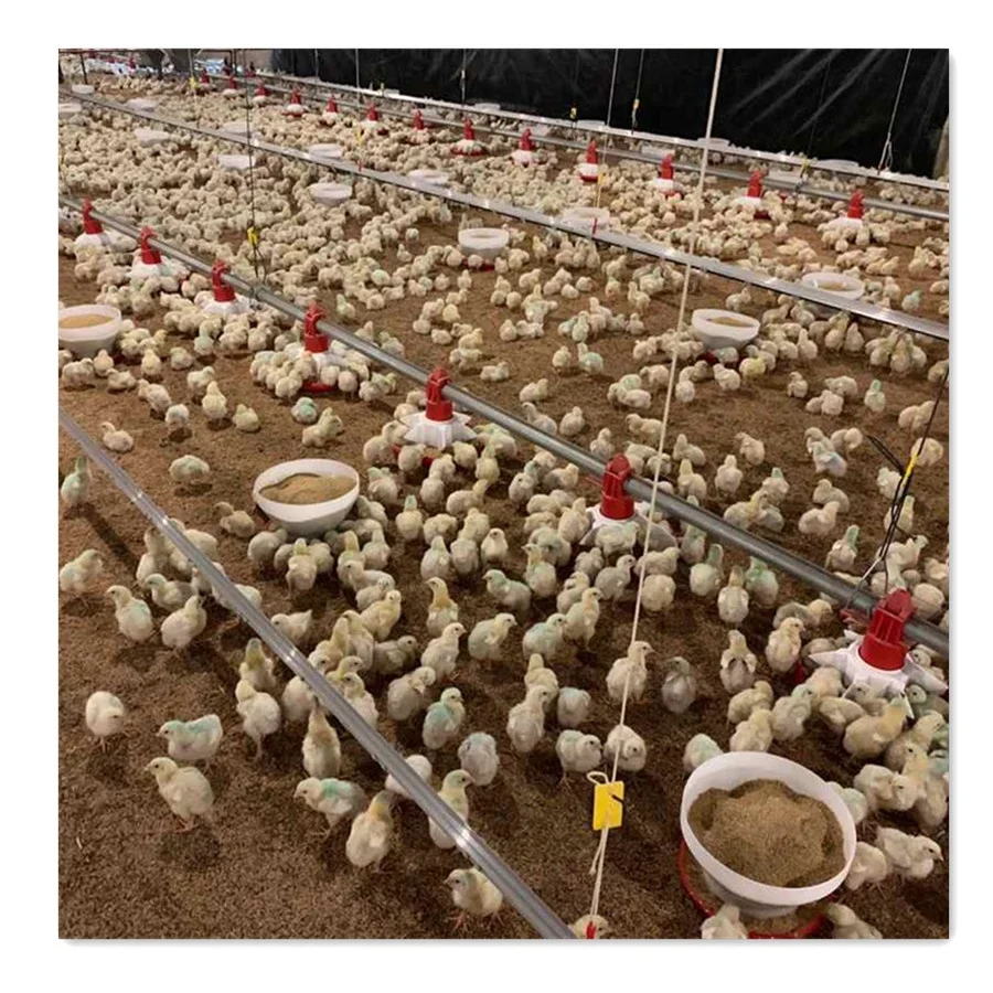 Automatic Chicken Farm Project Poultry Farming Equipment for Sale