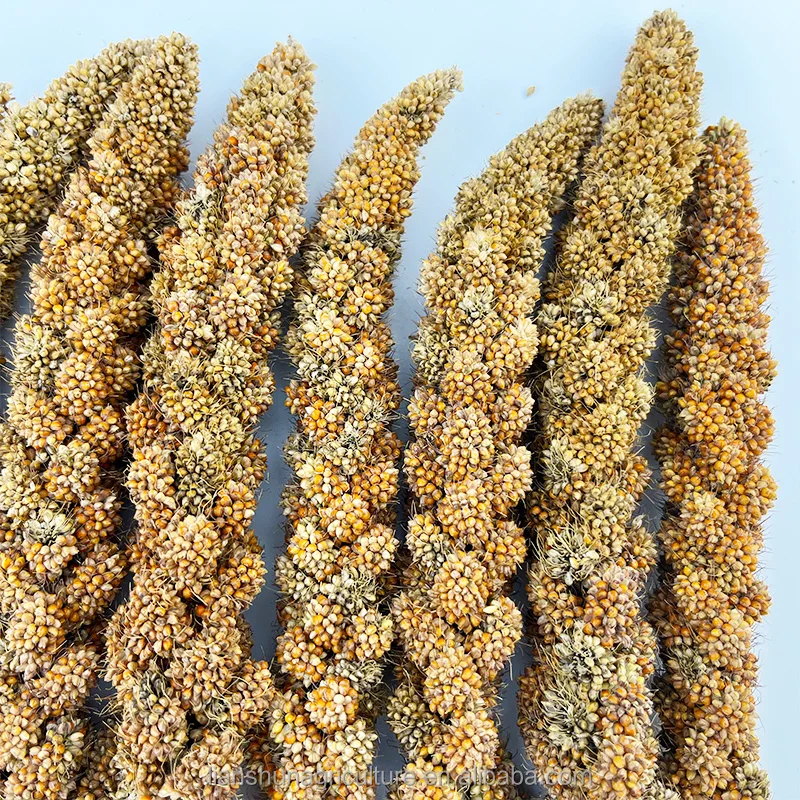 Carton Boxes Yellow Millet Spray For Bird Feeding