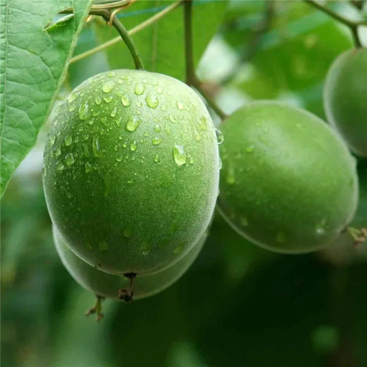 Factory Price Momordica Grosvenori Grosvener Siraitia Monk Fruit For Both Medicine And Food