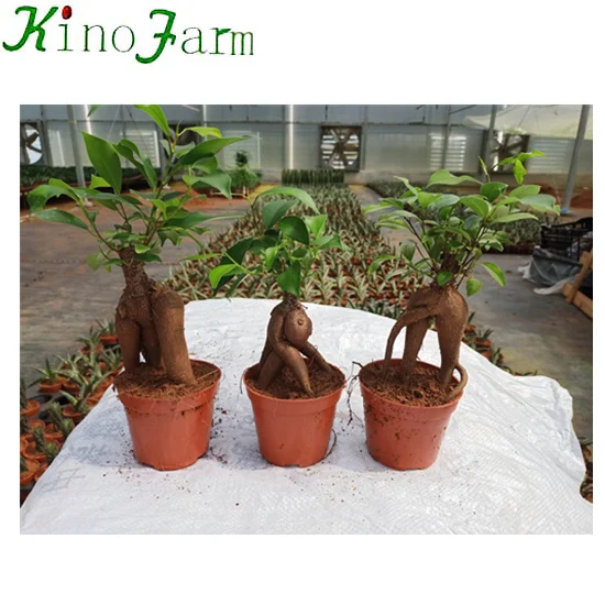 
 Бонсай Фикус женьшеня  