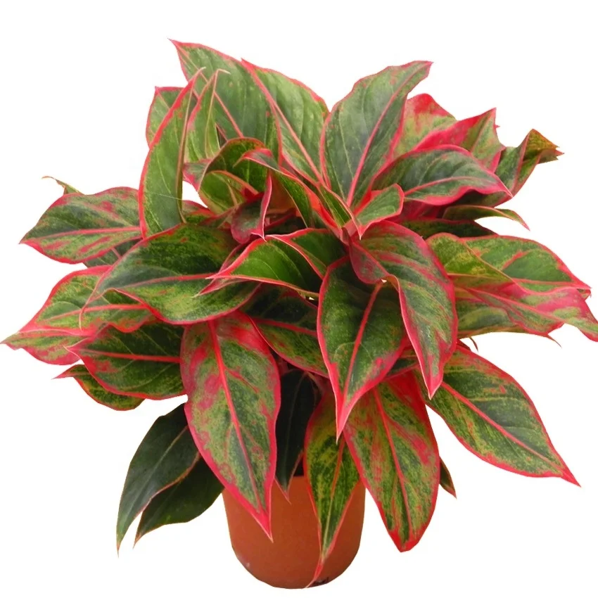 
YoungPlants Horiculture Tissue Culture Tray Plug Aglaonema Red Gold Plants 