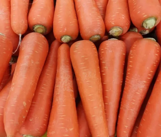 Carrot Purple Radish