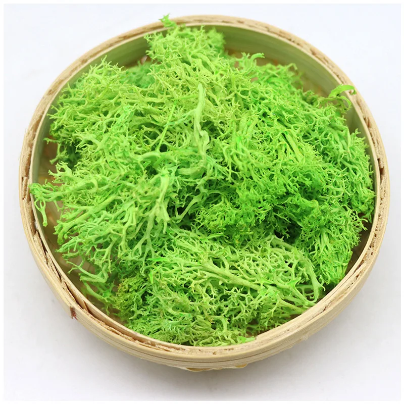 10g/bag wholesale indoor natural green decorative lichen DIY materials moss wall preserved moss