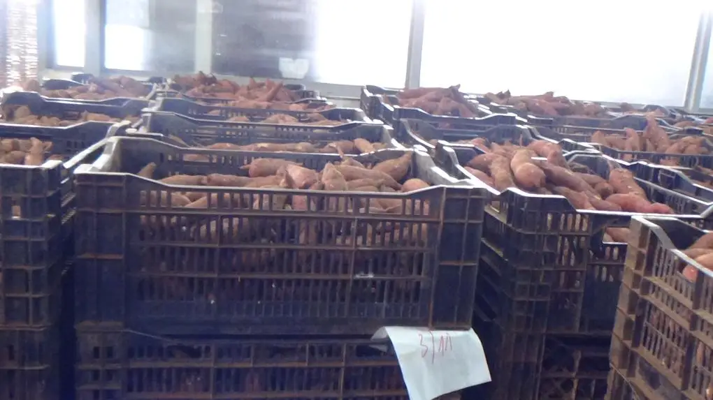 Qualified Sweet Potato for export original from Vietnam