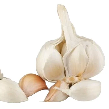 garlic seeds for sale galic