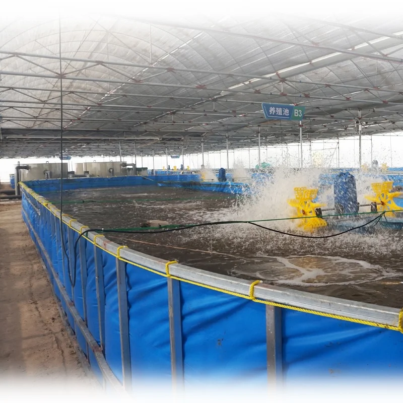 RAS Water Treatment Equipment Set Hatching Carp Fish Farming Tilapia Recirculating Aquaculture System