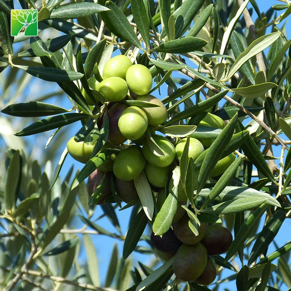 
Hot sale 5 flowering period arbor tree garden plant Olea europaea The olive tree 