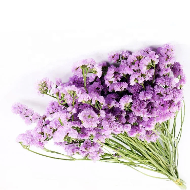 Wholesale Hot Selling Preserved Fresh Flowers Forget-me-not for Decoration