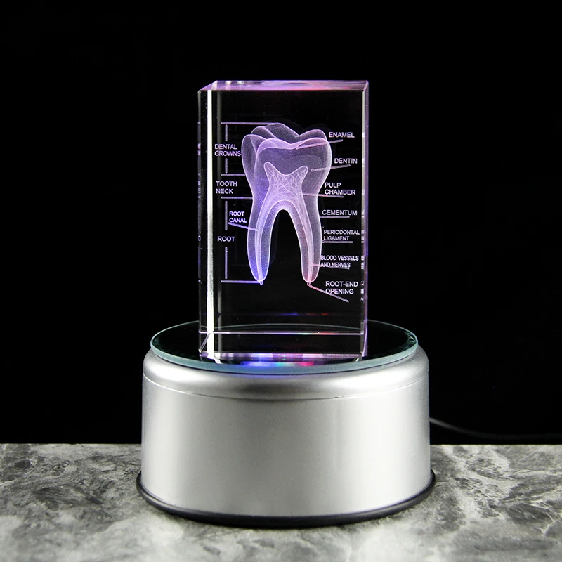 Clear Crystal Cube With Teeth Artificial Enlarged Natural Tooth Dental Data Model Laser Engraved For Student Practice