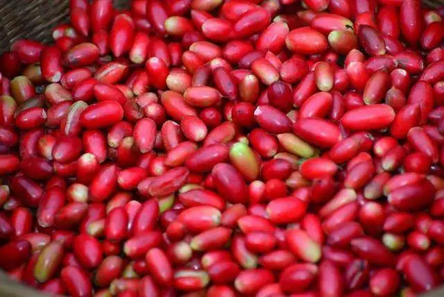 Farm Factory Wholesale Miracle Berry Extract Miracle Fruit Customization Available Freeze-dried Miracle Fruit