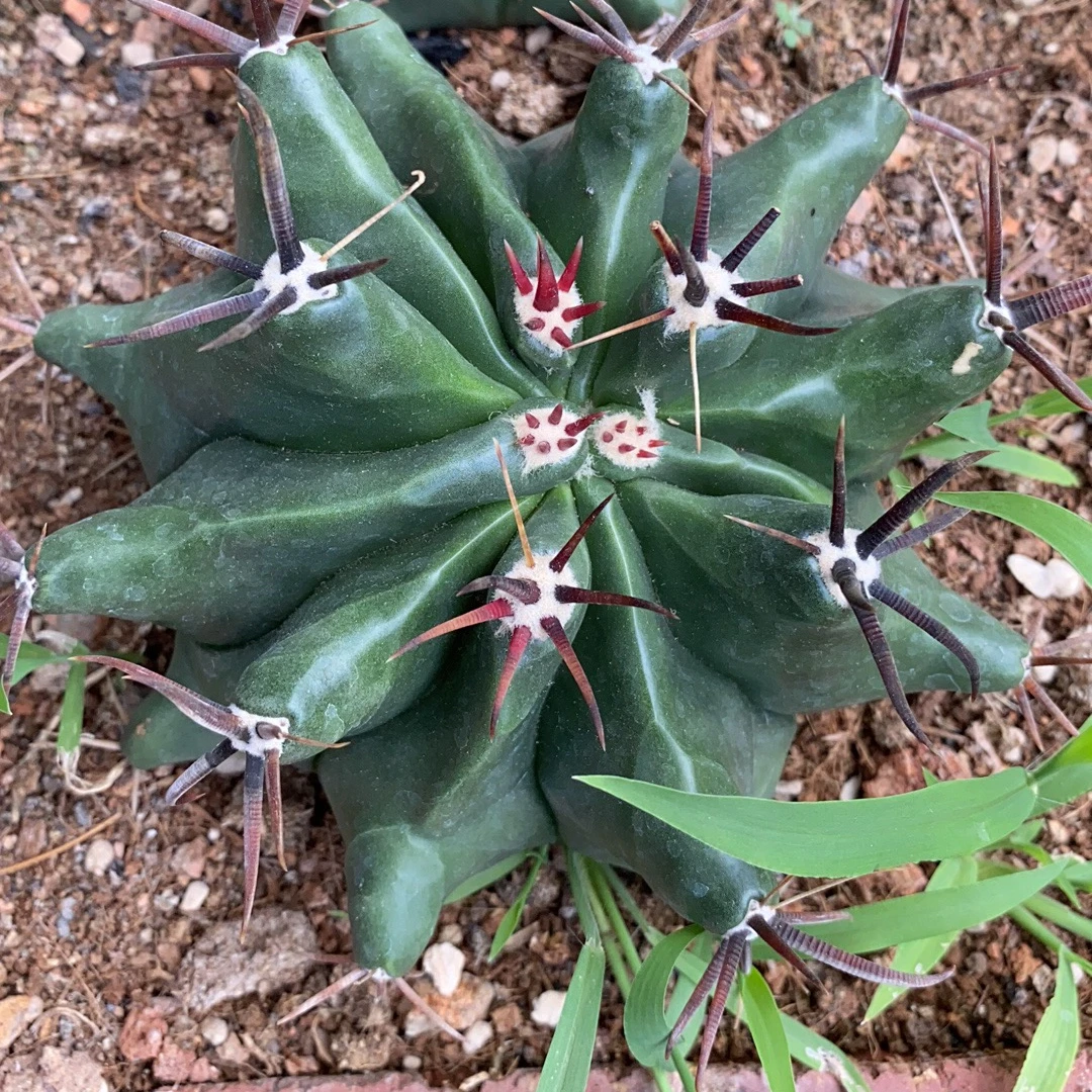 
10CM cactus natural cactus plant For Nursery Indoor Live Plant Outdoor Ornamental bonsai 