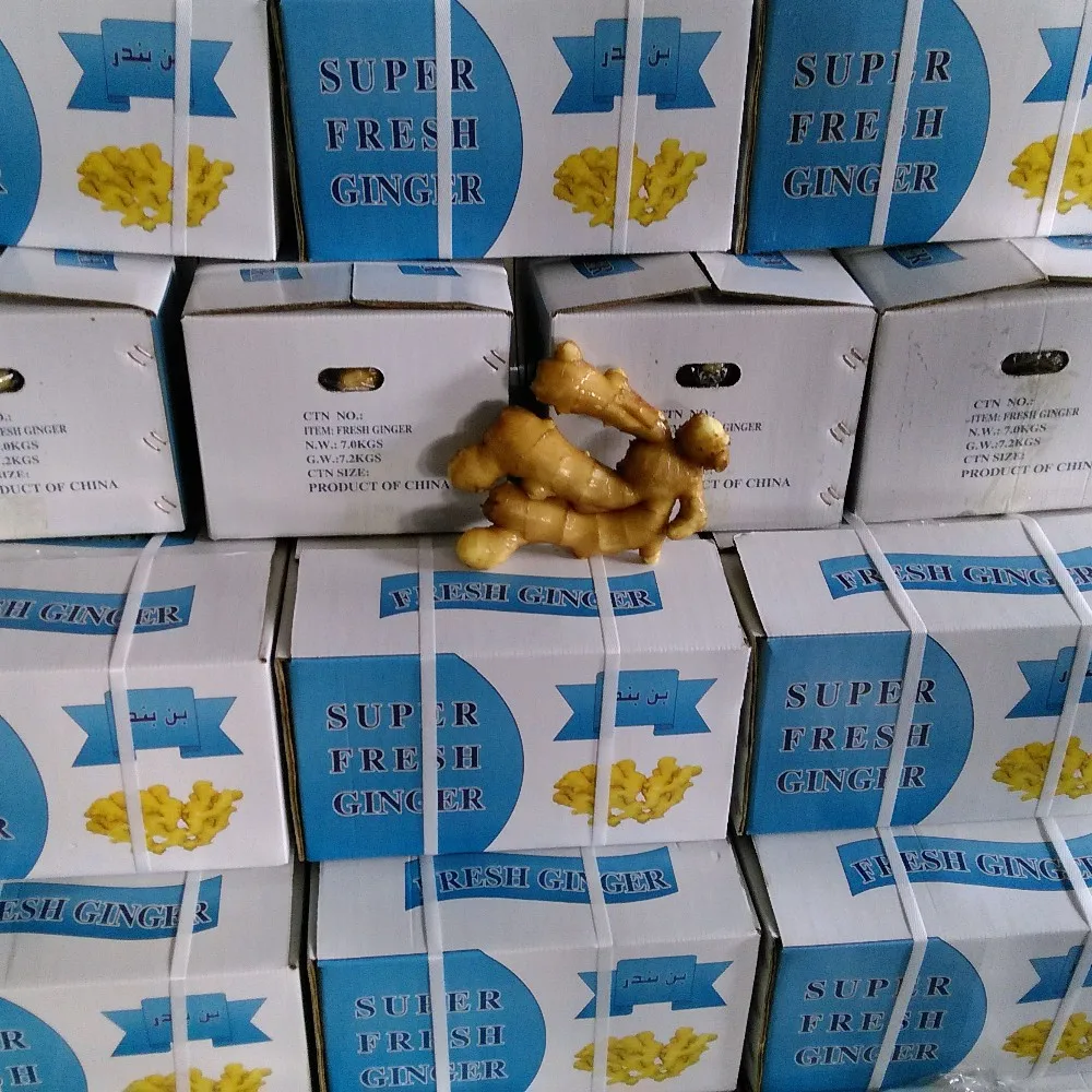 fresh  ginger price from China