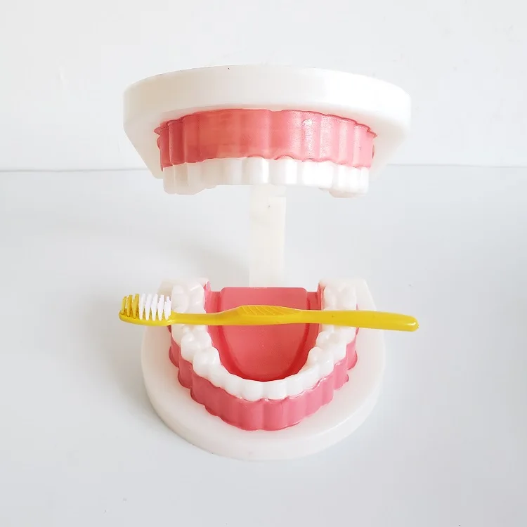 High quality teaching instrument kids oral care teaching child dentition model