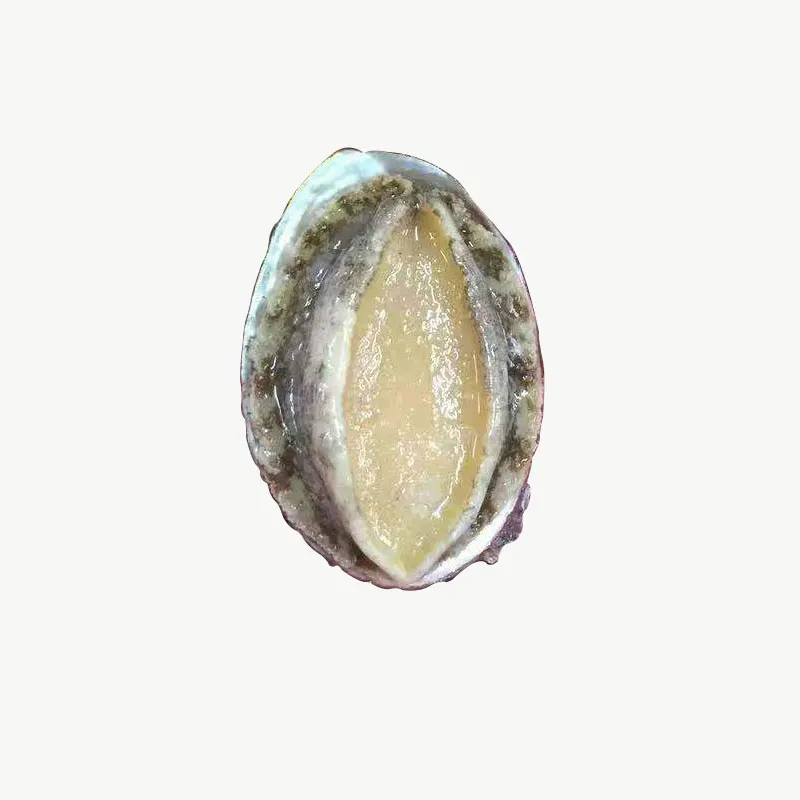 
Good Seafood Hot Quality Half Shell Frozen Abalone 