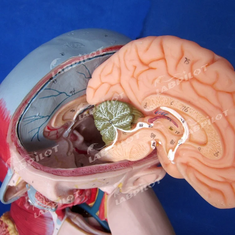 Human Anatomy Torso Model with Muscles and Organs, Head and Torso Mannequin