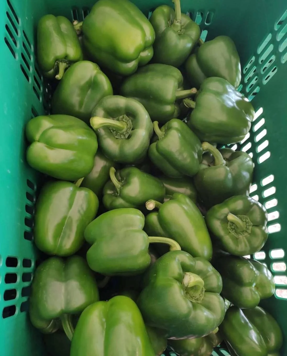 Premium Fresh Green Bell Chili direct from Thailand Farm (Premium Quality Fresh Bell Chili Pepper)