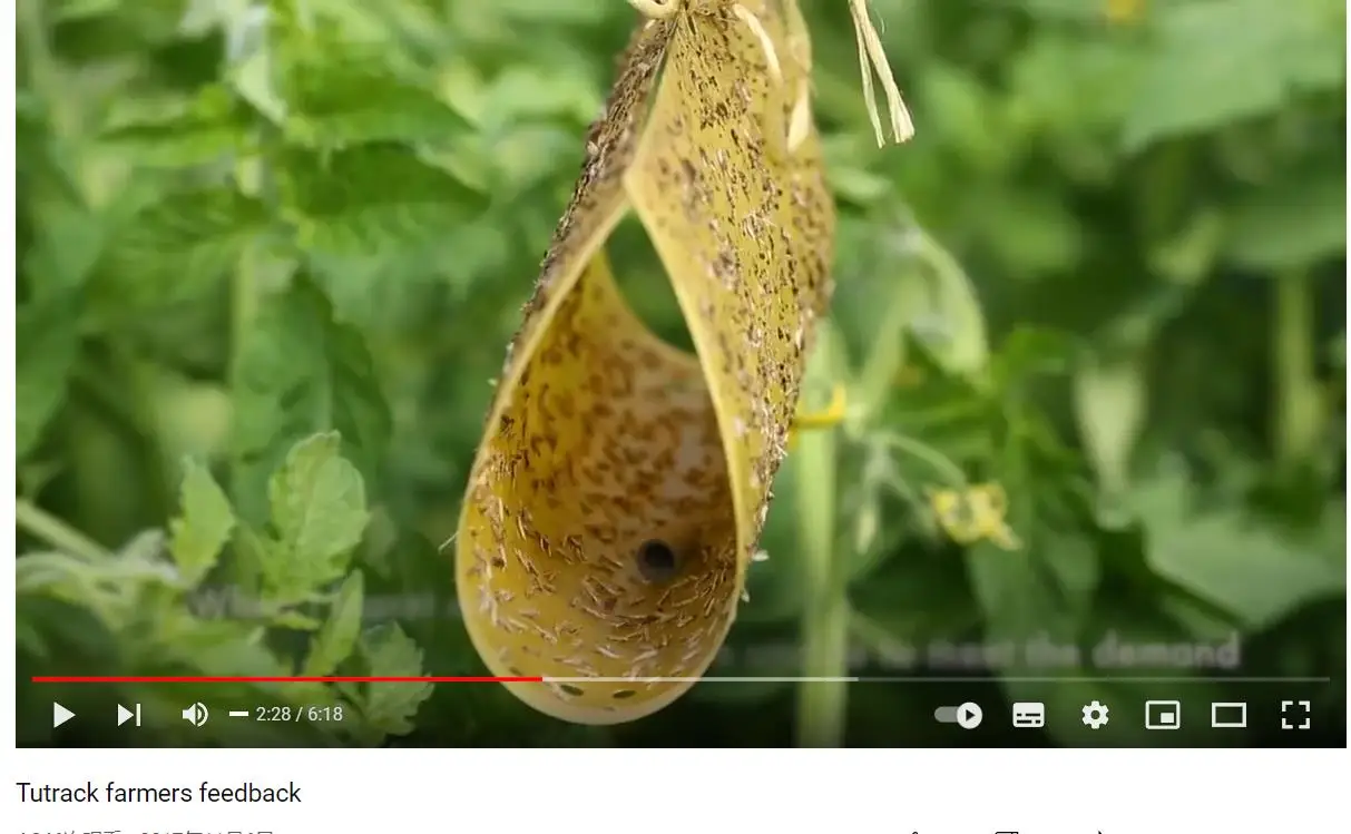 Tuta absoluta insect pheromone lure to control tomato pest