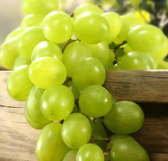 HIGH QUALITY Fresh Grapes  - TURKEY (Antalya) 2022