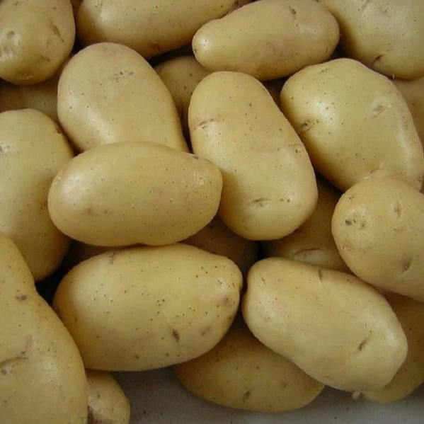 
fresh holland potato from China 