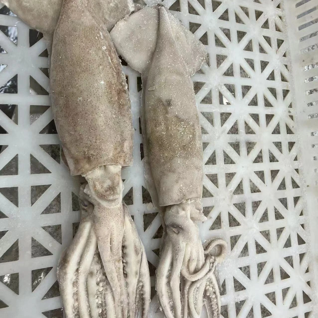 Wholesale Frozen Seafood Squid of Illex Squid IQF