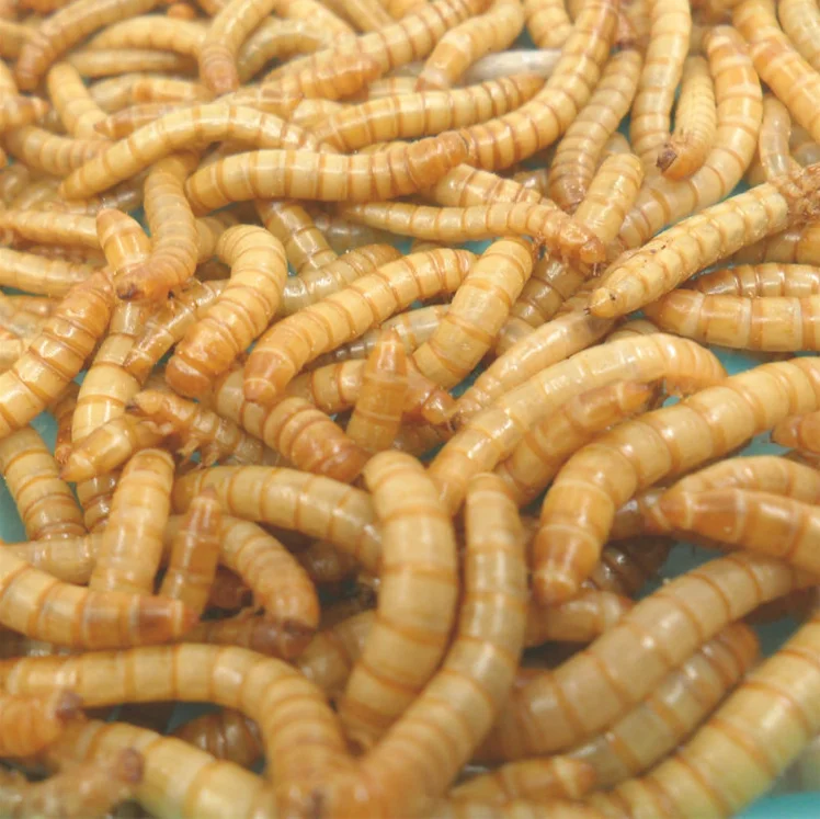 Приманка в виде червя для еды, живая или высушенная в качестве хомяка, закуски для еды