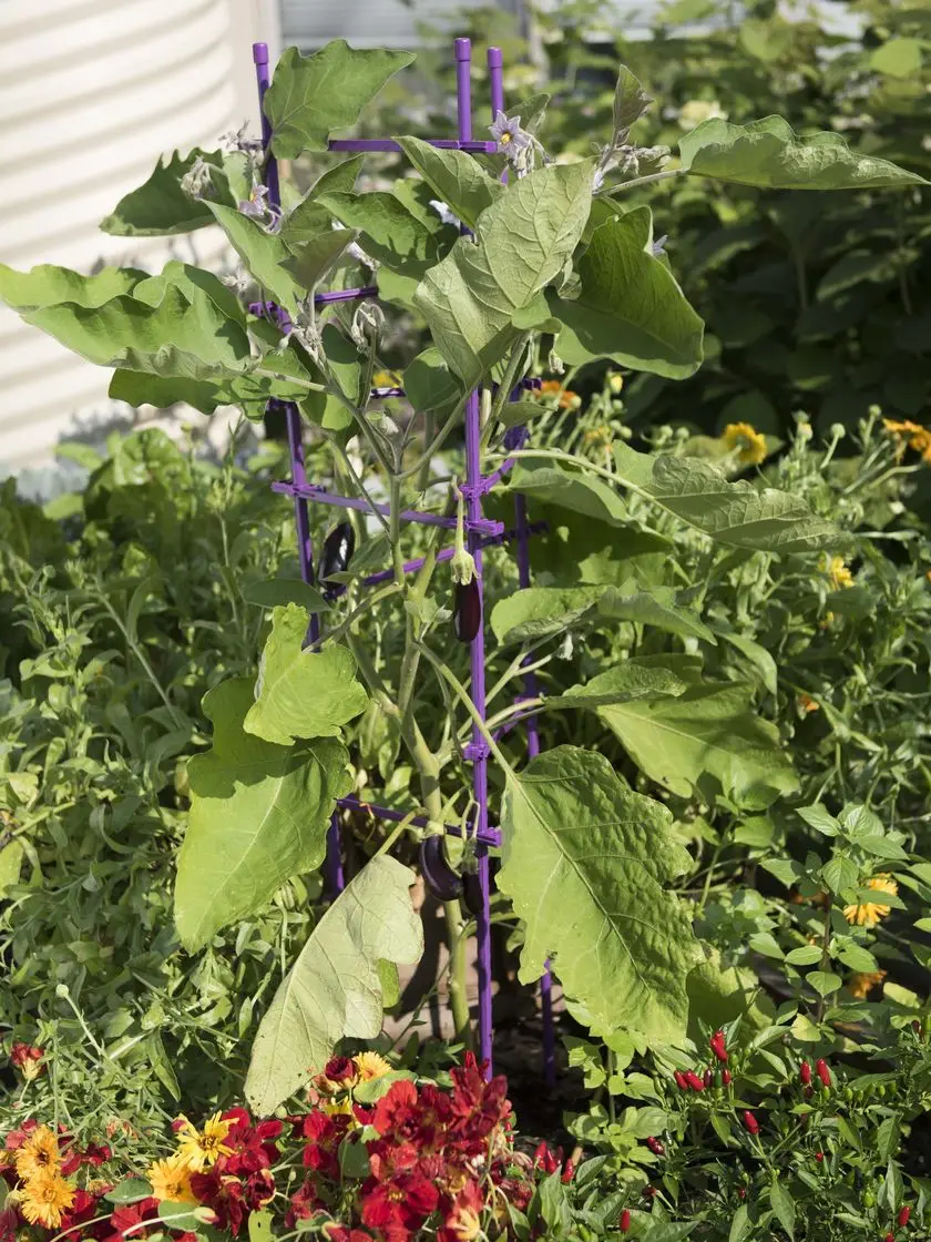 Plant support bracket Sticks Plant Support Tomato Cage Planter Climbing Cage