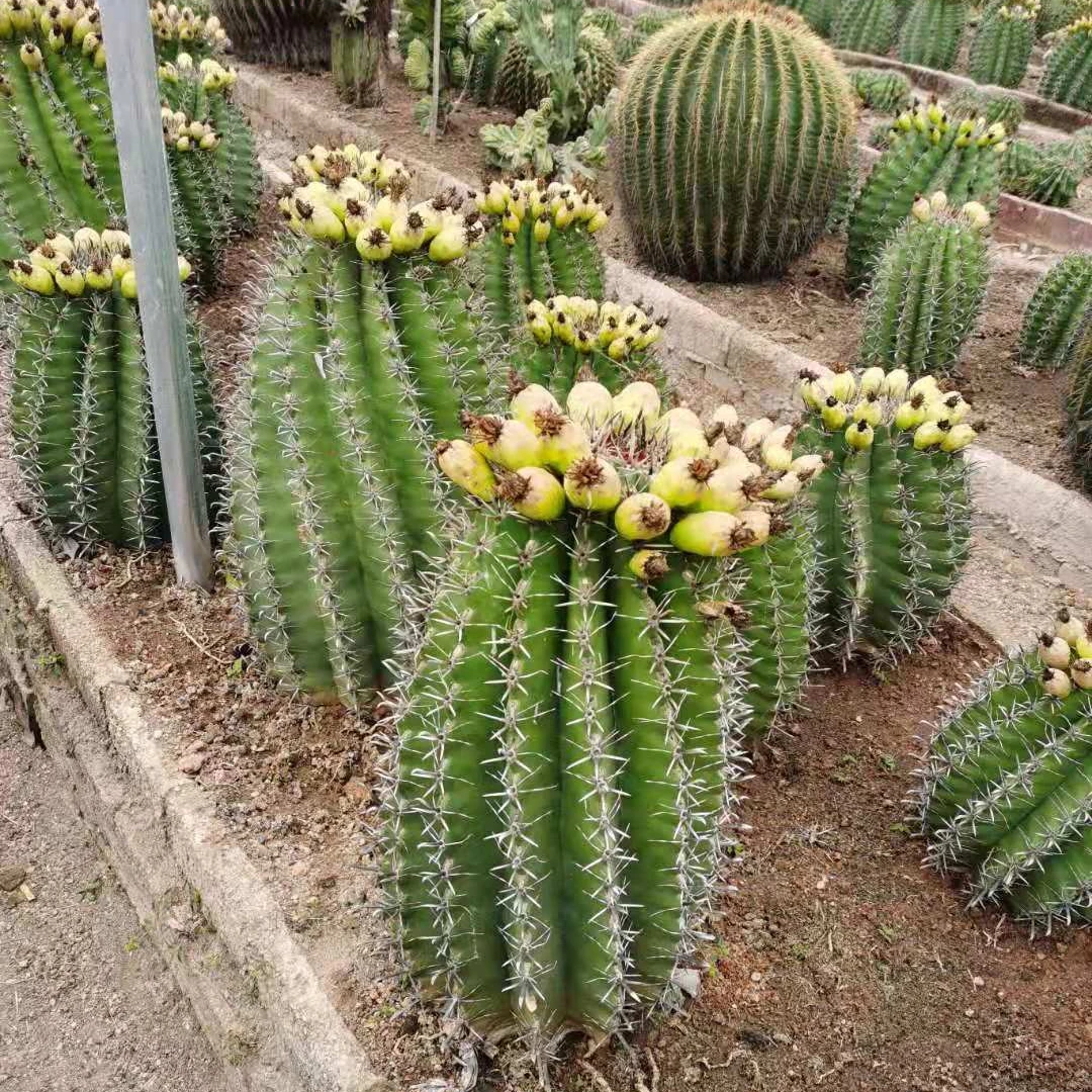 
Hot sale big size woody plant live cactus indoor home office decoration plants 