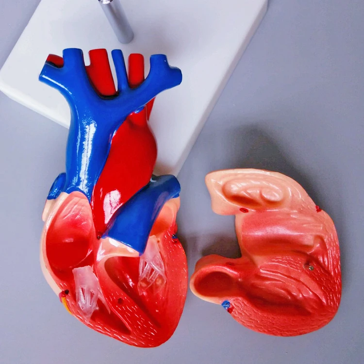 
PVC Life-Size Heart Anatomical Model for Medical Science Teaching 