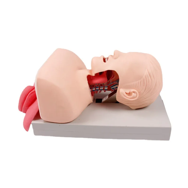 The anatomical model was used to train the tracheal intubation model in the tracheal intubation training simulator laboratory