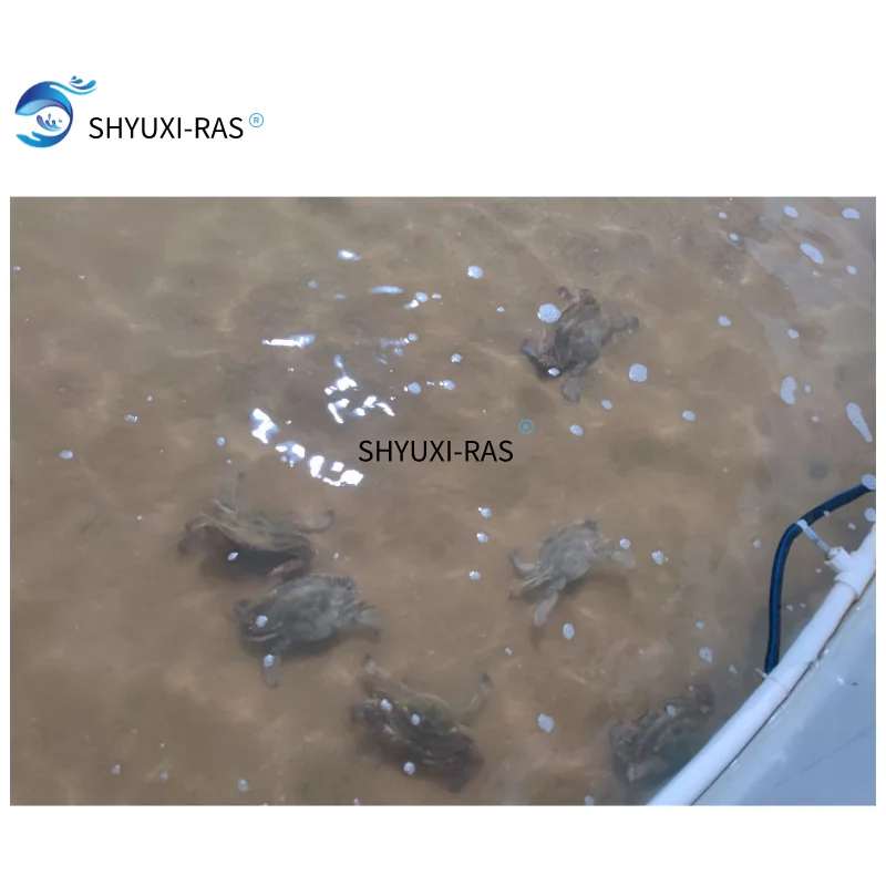 SHYUXI RAS  Circulating aquaculture equipment  for seawater portunus breeding farm
