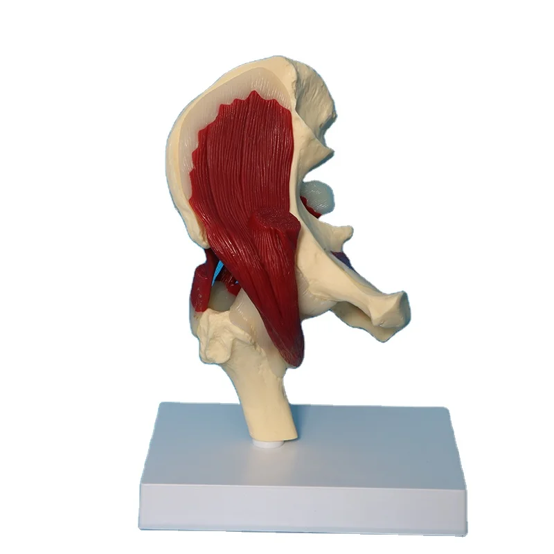 Human Skeletal Anatomy Hip Joint Ligament Muscle Model