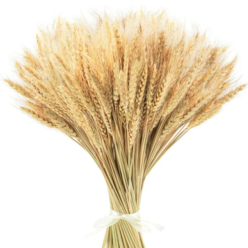 Dried Wheat Stalk Flower 100% Natural Wheat for Home Kitchen Wedding Party Table Centerpiece Harvest Wreath Boho Farmhouse Decor
