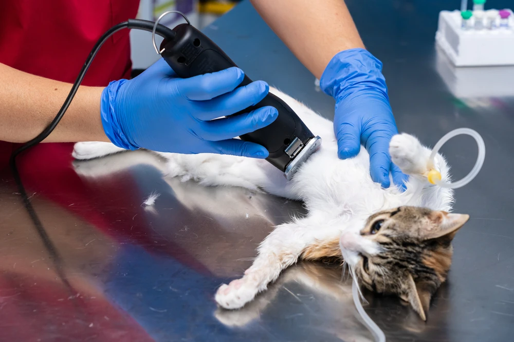 di.sposable nitrile ex.amination gloves- med.ical powder free 100 pcs box  printed with logo