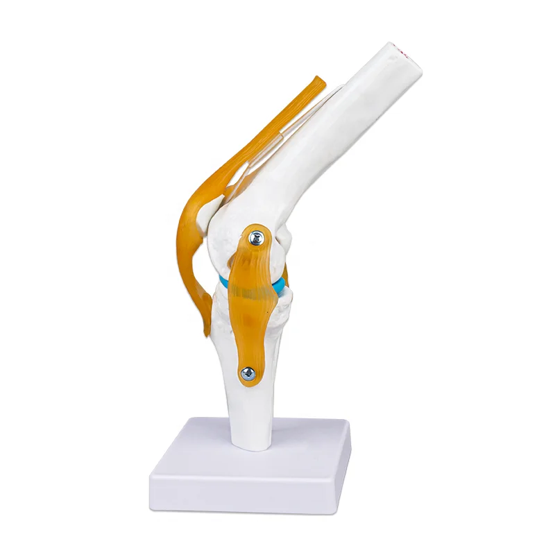 Plastic Artificial 3D Human Knee Joint Model for school