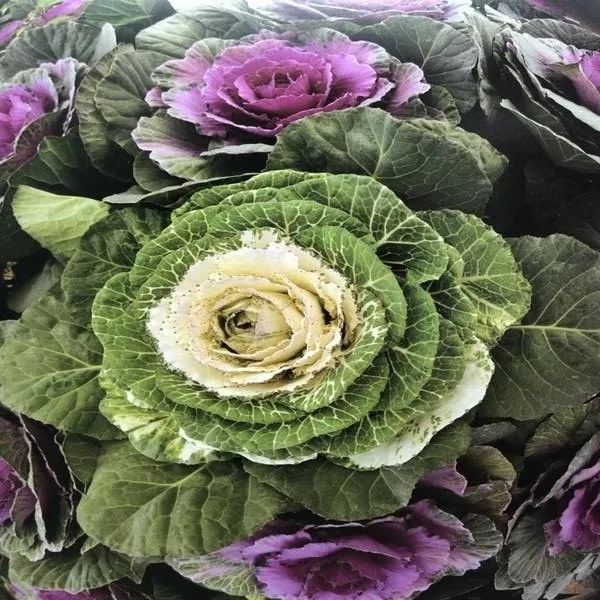 agricultural insecticides suppliers organic pesticides wholesale pest control