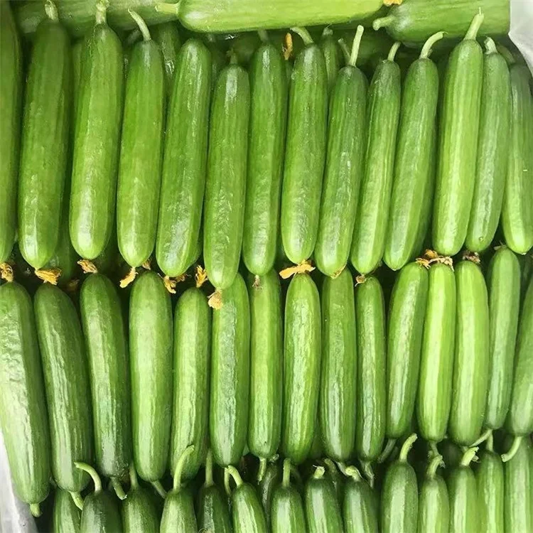Высококачественные гибридные семена зеленого ОГУРЦА F1 с высокой производительностью в китайской упаковке