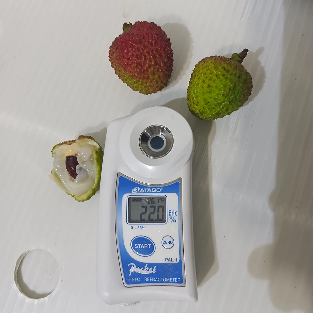 High Brix Super Sweet Chinese Fresh Lychees Lichee Litchi Lichi Fresh Fruit  (Fi Tsz Siu)