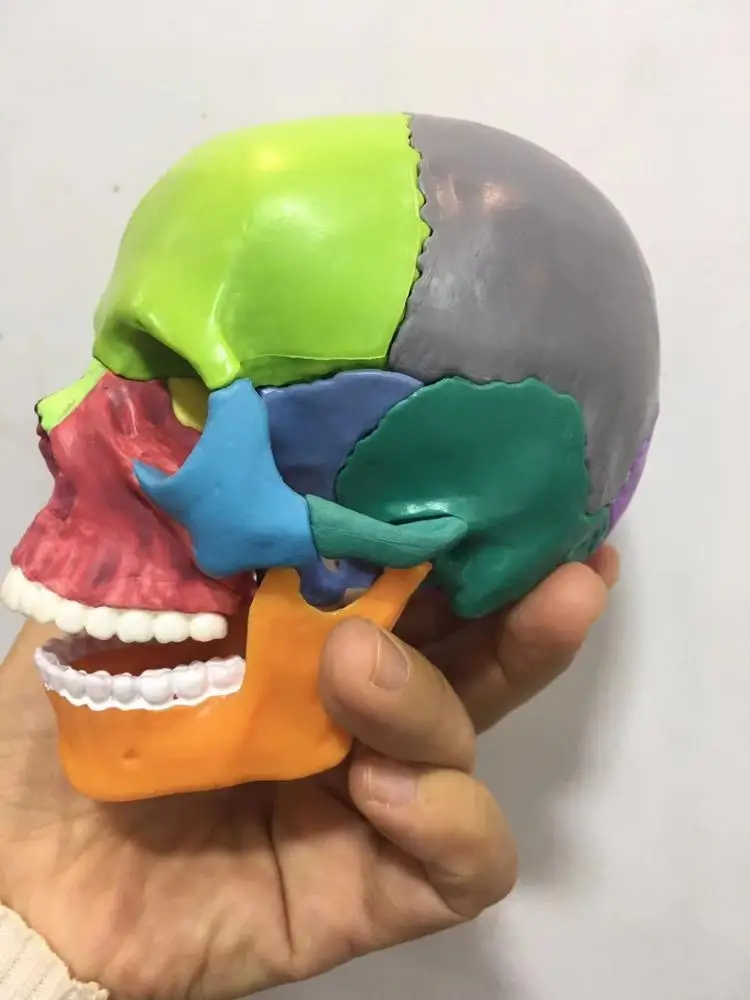 well designed anatomical medical science skull model colorful mini colorful skull model  15parts