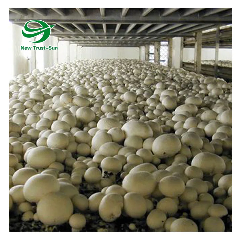 
wholesale Single-Span plastic shed shading system tunnel mushroom greenhouses 