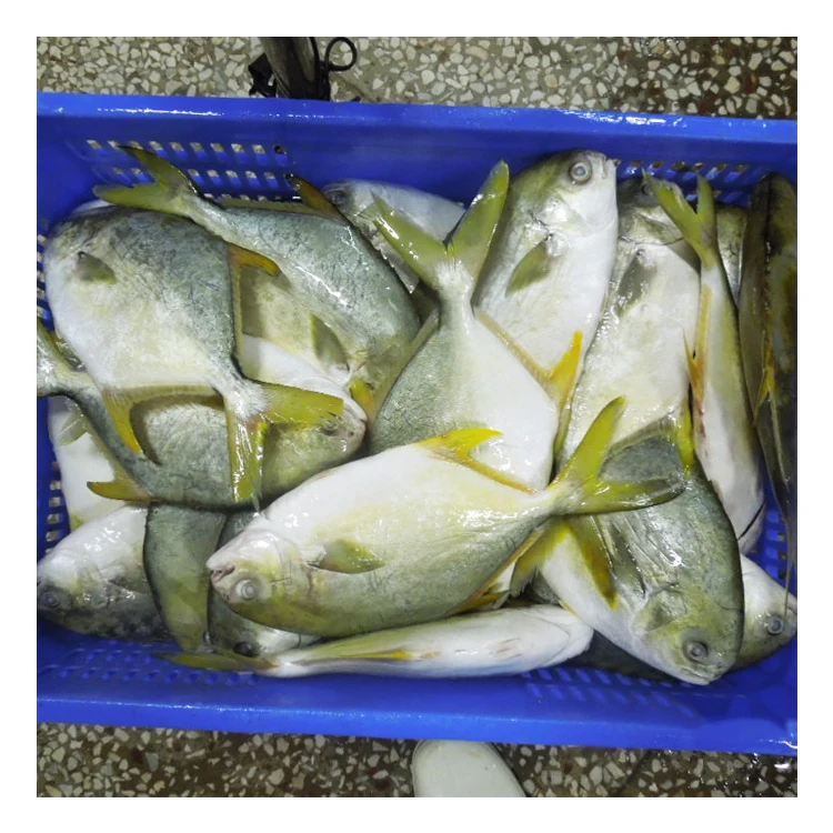 Fast Shipment Frozen Whole Round Golden Pompano Fish from China