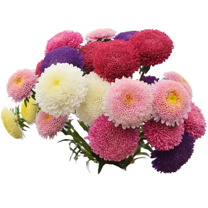 
Chinese Hot Sale Touch Healthy Callistephus Chinensis Flowers Seeds For Cultivating 