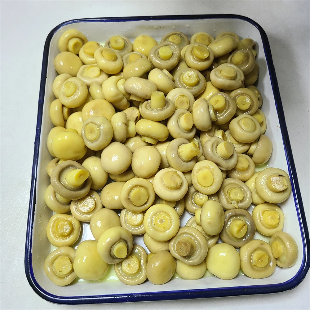 High Quality Canned Whole Mushroom Champignon in Conserva
