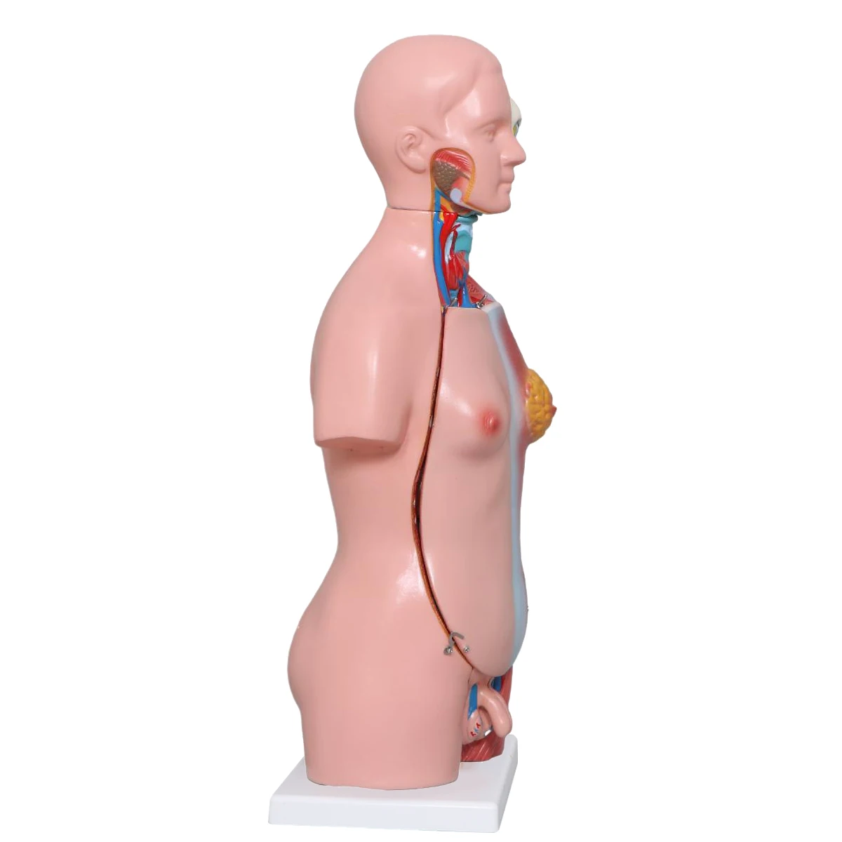 Factory  Human Torso Anatomy Model medical anatomical model medical science  Mannequin Medical Science 42CM Torso 23Parts Torso