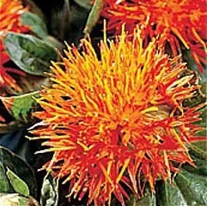 
Chinese Medicinal Herb Organic 100% Natural And Works Effective Safflower 