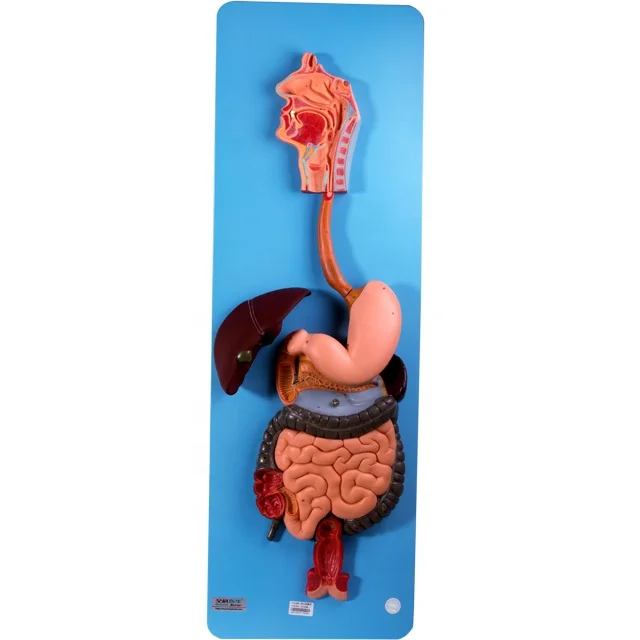 GD/A12001 Human Organ of Anatomical Stomach Model