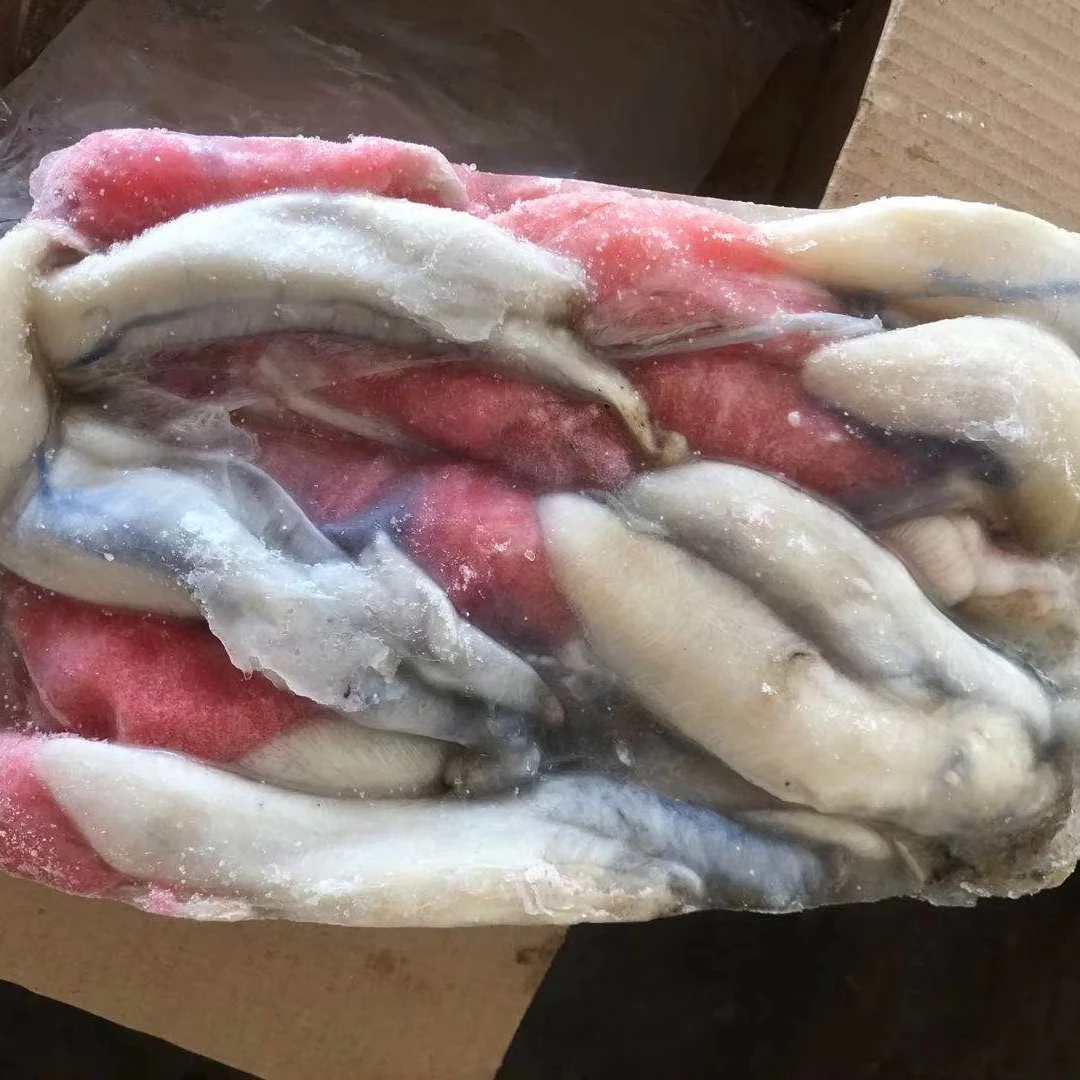 N-33 large size squid eggs good price squid eggs frozen Indian squid eggs 500G+