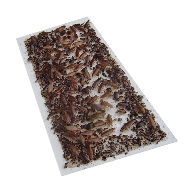 MK Cheap Eco-Friendly replacement  Fly Insect Sticky Traps Glue Coated Board Manufacturer