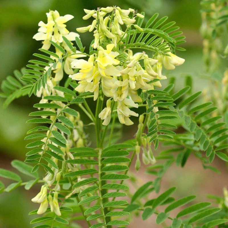 Herb Astragalus for Sale Premium Quality Astragalus Membranaceus Roots