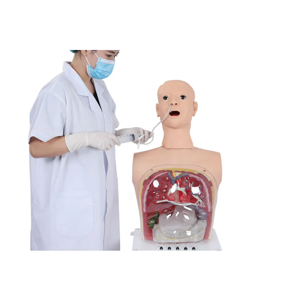 Transparent Gastric Lavage Model